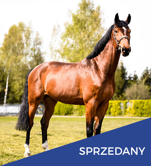 konie na sprzedaż rebeliant